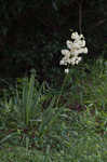 Weak-leaf yucca